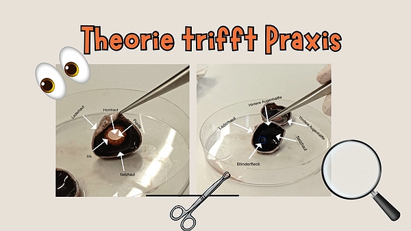 comp_Image 7 (1) Biologie 2026 - Theorie trifft Praxis